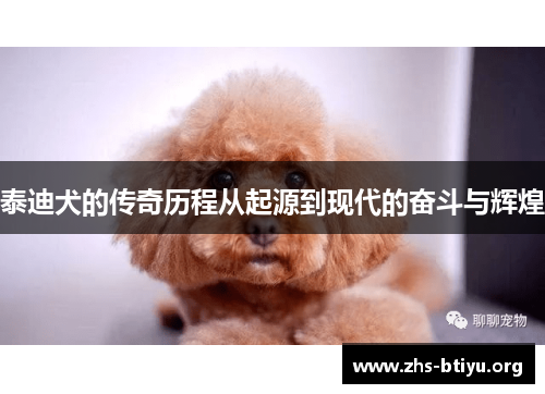 泰迪犬的传奇历程从起源到现代的奋斗与辉煌 泰迪犬的传奇历程从起源到现代的奋斗与辉煌